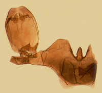 Cilidius vicarius