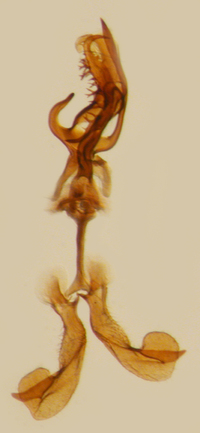 Cilidius vicarius