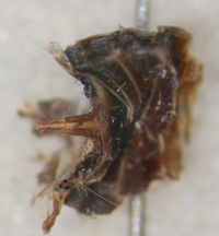 Cilidius vicarius