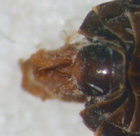 Cilidius vicarius