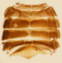 Cilidius vicarius