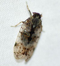 Xenoliarus placitus