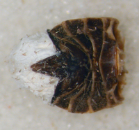 Xenoliarus placitus