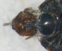 Xenoliarus placitus