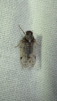 Cilidius quinquelineatus
