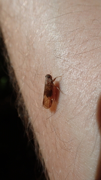 Xenoliarus placitus
