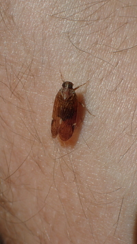 Xenoliarus placitus