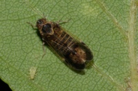 Amiarus humilis