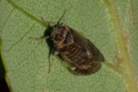 Amiarus humilis
