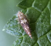 Scaphoideus unidentified species