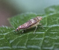 Scaphoideus unidentified species