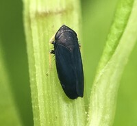 Scleroracus anthracinus