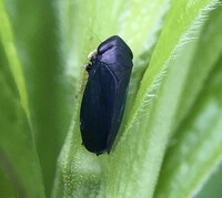 Scleroracus anthracinus