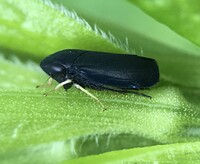 Scleroracus anthracinus