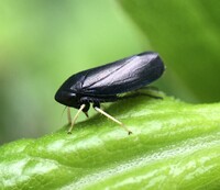 Scleroracus anthracinus