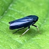 Scleroracus anthracinus