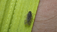 Xenoliarus placitus
