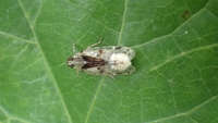 Xenoliarus placitus
