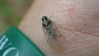 Xenoliarus placitus
