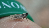 Xenoliarus placitus