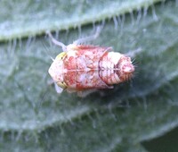 Orientus ishidae