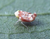 Orientus ishidae
