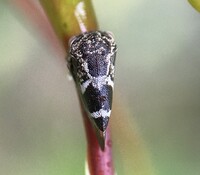 Ophiderma definita