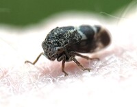 Ophiderma definita