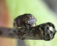Ophiderma definita