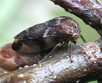 Ophiderma definita