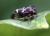 Ophiderma definita