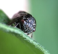 Ophiderma definita
