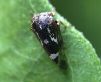 Ophiderma definita