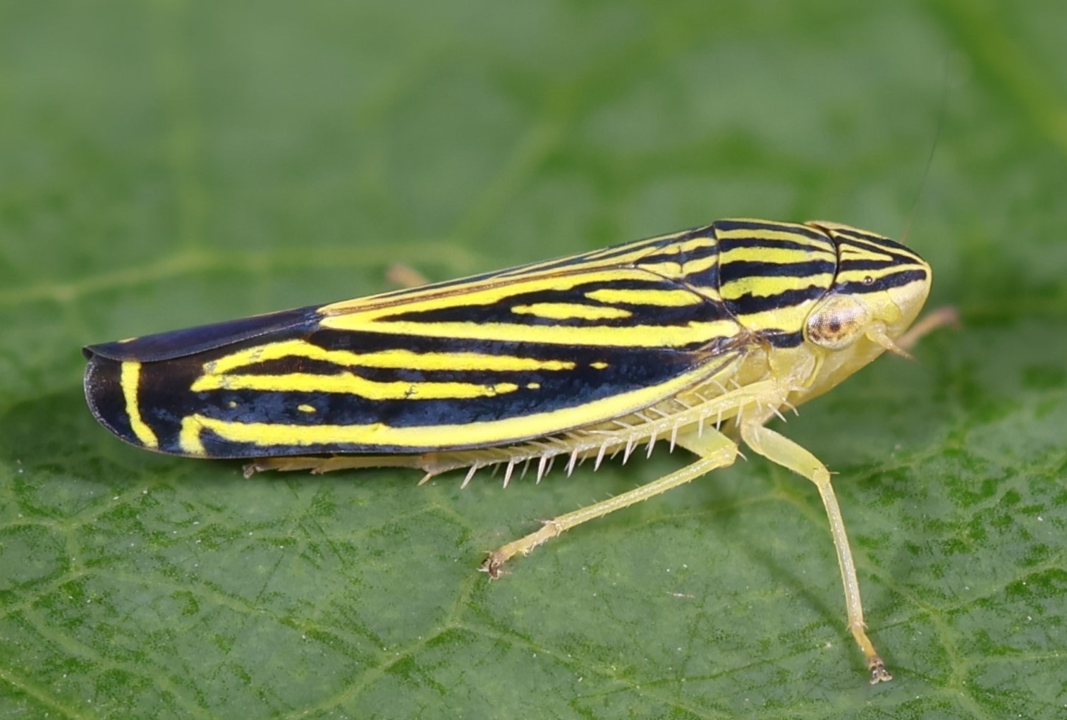 Pseudosinella ambigua Zeppelini & Brito & Lima 2018, sp. nov