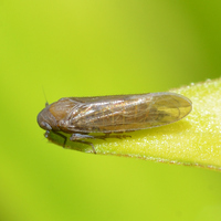 Epeurysa nawaii