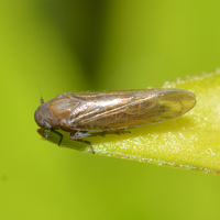 Epeurysa nawaii
