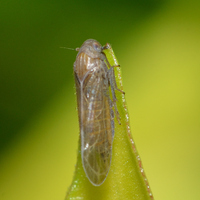 Epeurysa nawaii