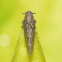 Epeurysa nawaii
