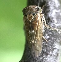 Idiocerus stigmaticalis