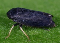 Scleroracus anthracinus
