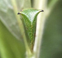 Stictocephala terminalis