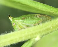 Stictocephala terminalis