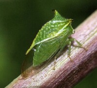 Stictocephala terminalis