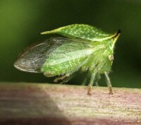 Stictocephala terminalis