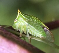 Stictocephala terminalis