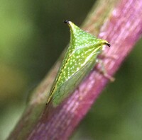 Stictocephala terminalis