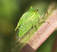 Stictocephala terminalis