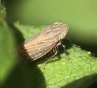 Amplicephalus osborni