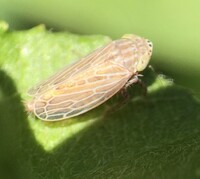 Amplicephalus osborni