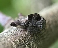 Telamona reclivata
